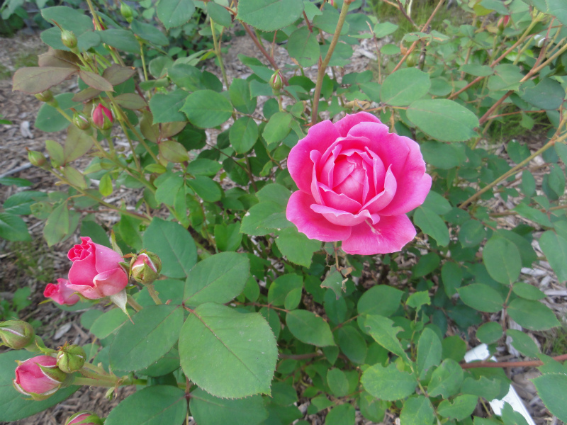 DSC01413.jpg