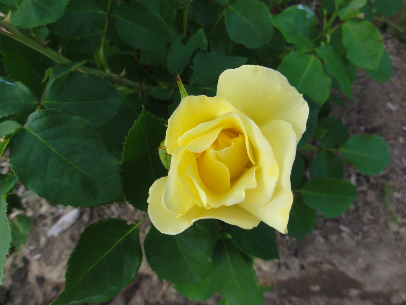 DSC01415.jpg
