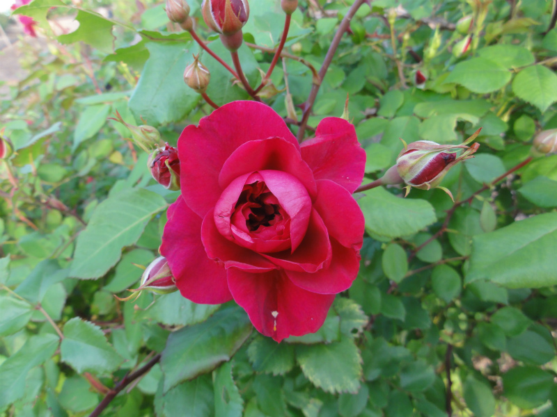 DSC01418.jpg