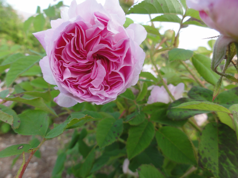 DSC01421.jpg