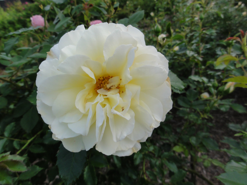 DSC01425.jpg
