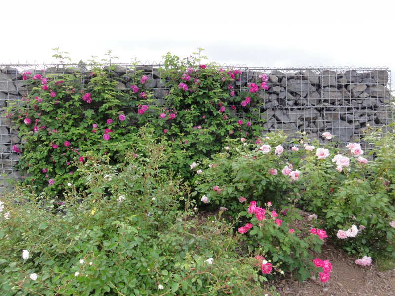 DSC01487.jpg