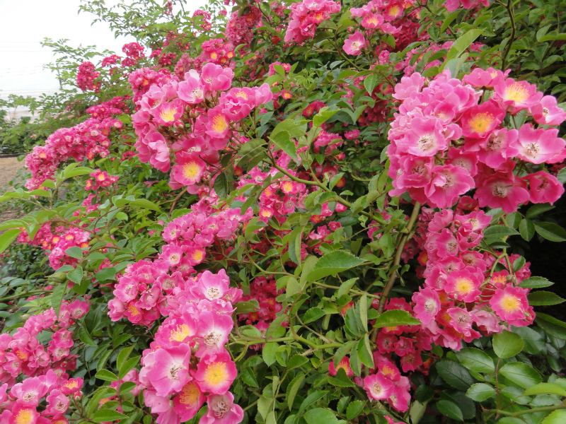 DSC01543.jpg
