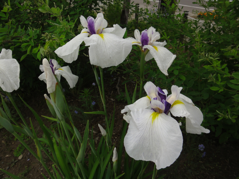 DSC01571.jpg