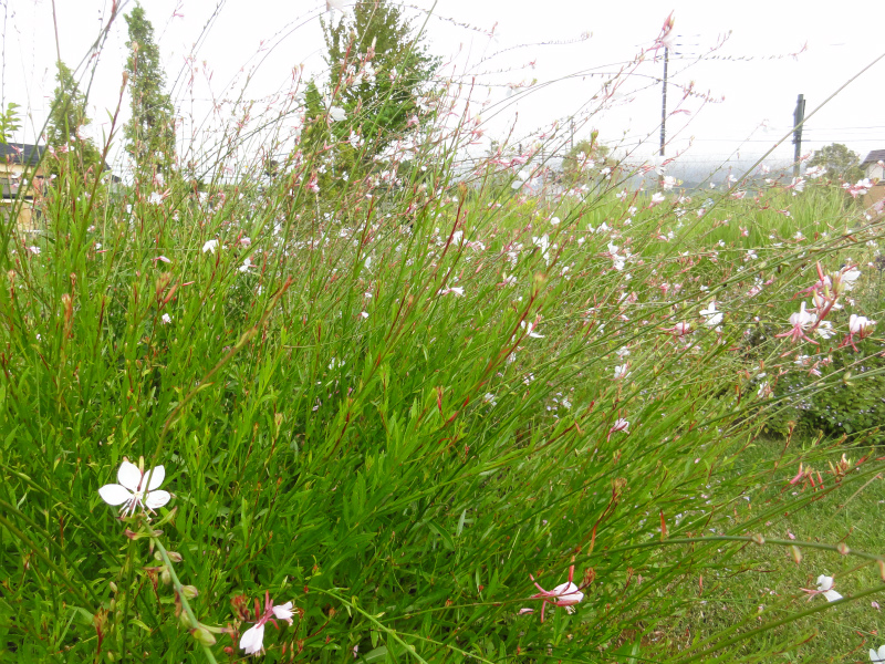 DSC01682.jpg