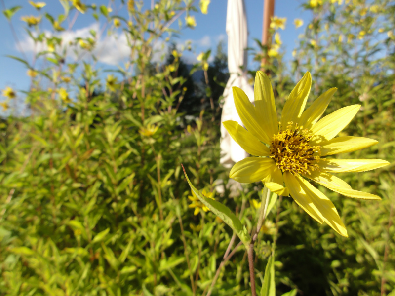 DSC01724.jpg