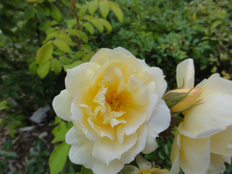 DSC01727.jpg