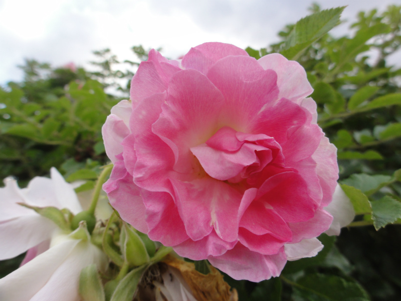 DSC01728.jpg