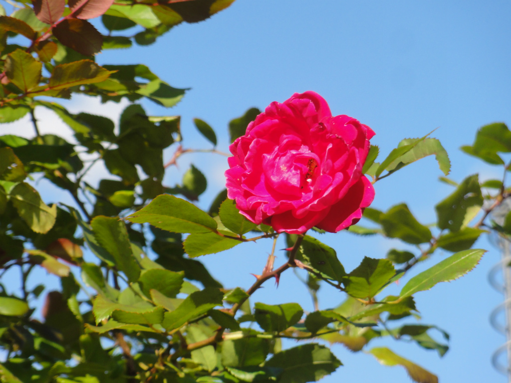 DSC02416.jpg