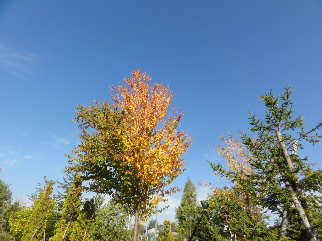 DSC02458.jpg