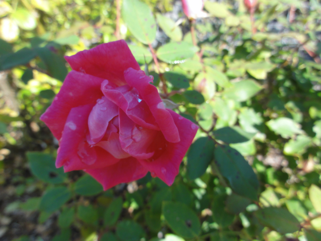 DSC02463.jpg