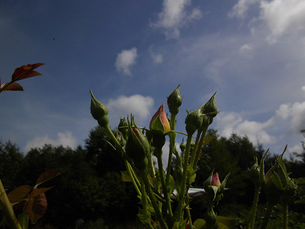 IMGP1541.JPG