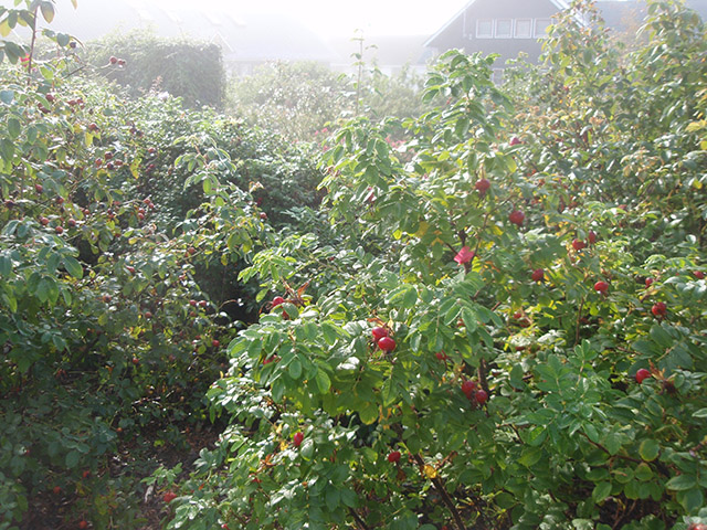 PA040290.JPG