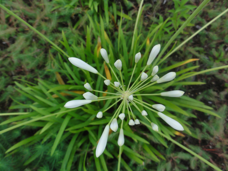 13日から17日まで香风庵,诊疗所,お休みです.