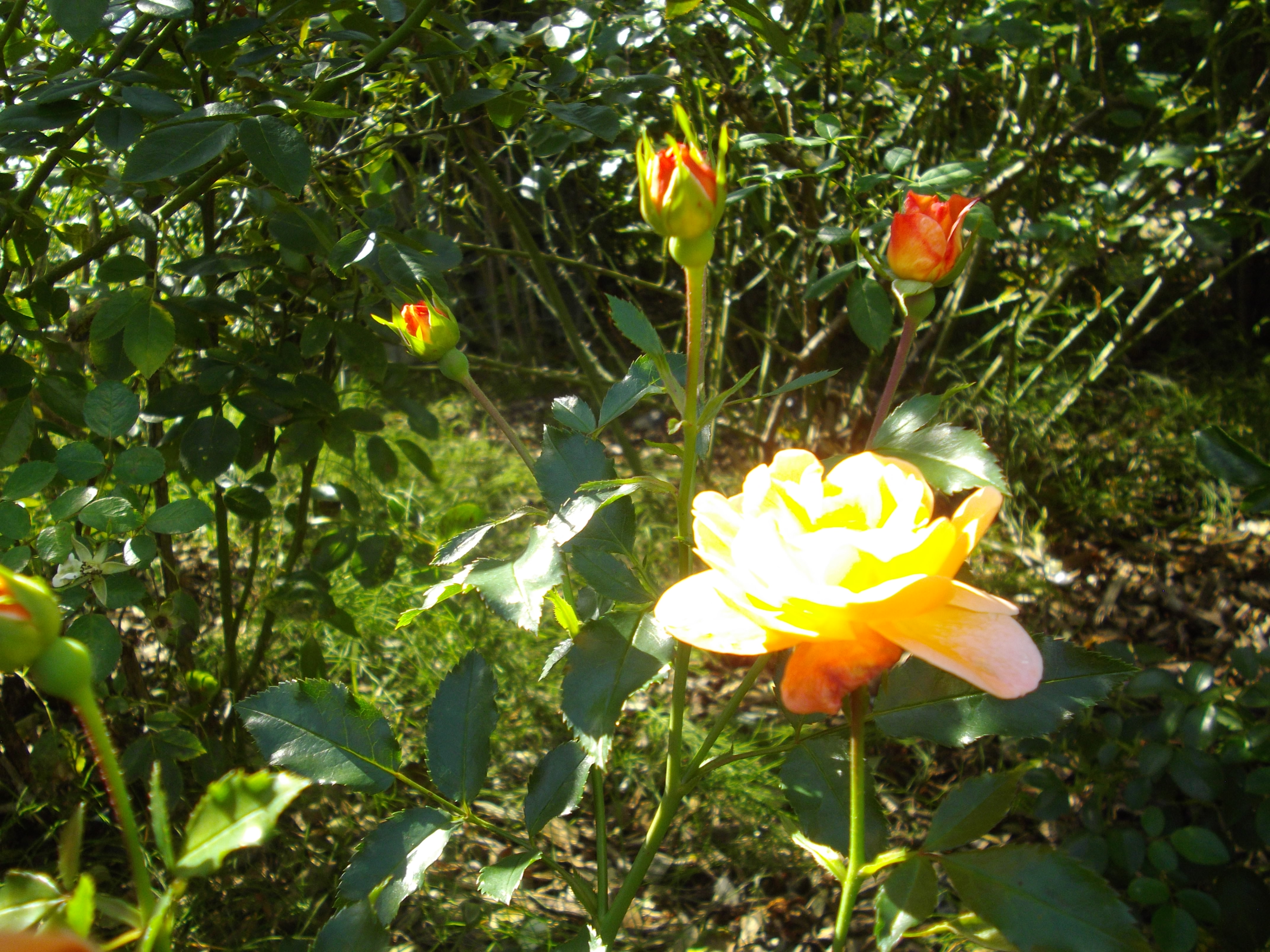 IMGP2386.JPG